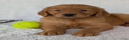 Golden Retriever dogs for sale: Lincoln  - Ad 3