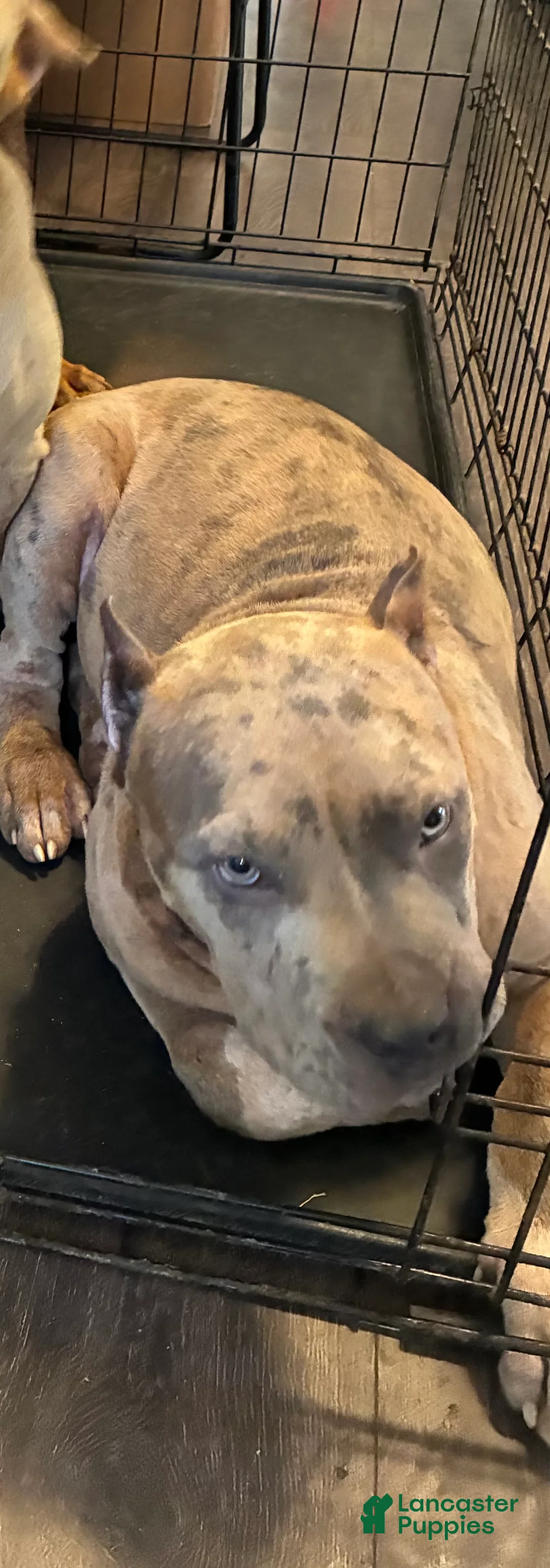 American Bully dogs for sale: American Bully 1 - Ad 2