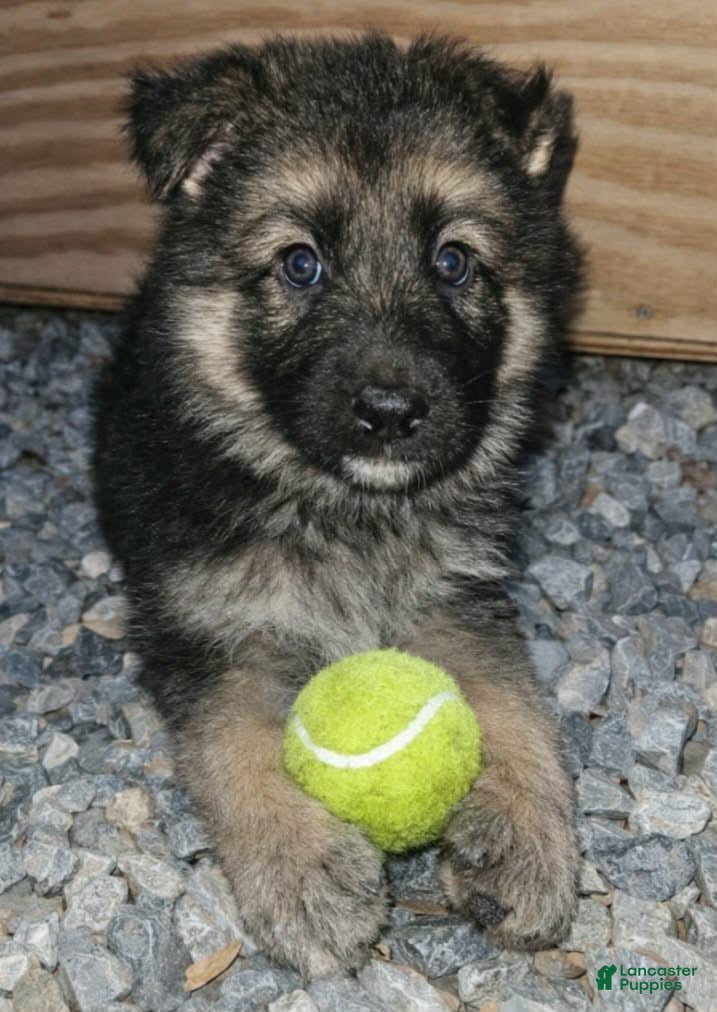 German Shepherd dogs German Shepherd Blue collar - Ad 1