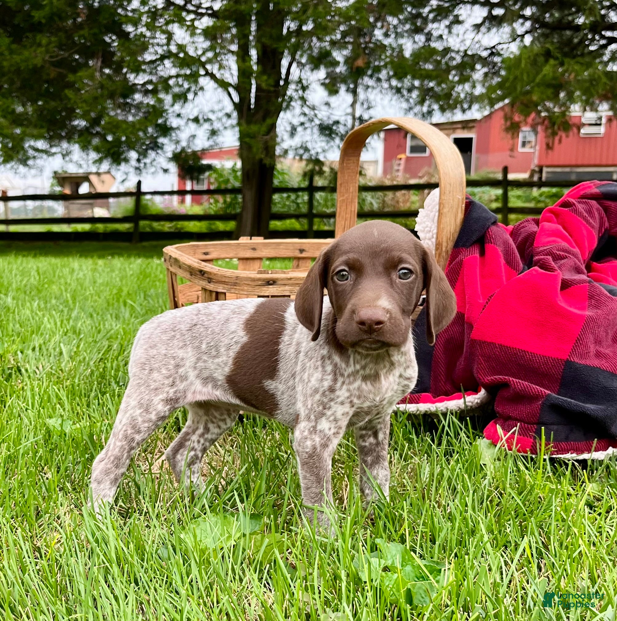 German Shorthaired Pointer dogs Maggie❤️Text or call to schedule a play date❤️AKC Hip Cert - Ad 29