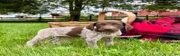 German Shorthaired Pointer dogs for sale: Maggie❤️Text or call to schedule a play date❤️AKC Hip Cert - Ad 1