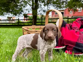 German Shorthaired Pointer dogs Maggie❤️ call to schedule a play date❤️AKC Hip Cert - Ad 21