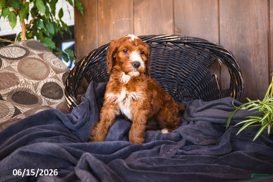Irish Doodle dogs Lexi - Ad 16