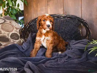 Irish Doodle dogs Lexi - Ad 16