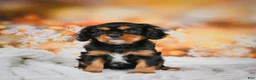 Cavalier King Charles Spaniel dogs for sale: Reba - Ad 4