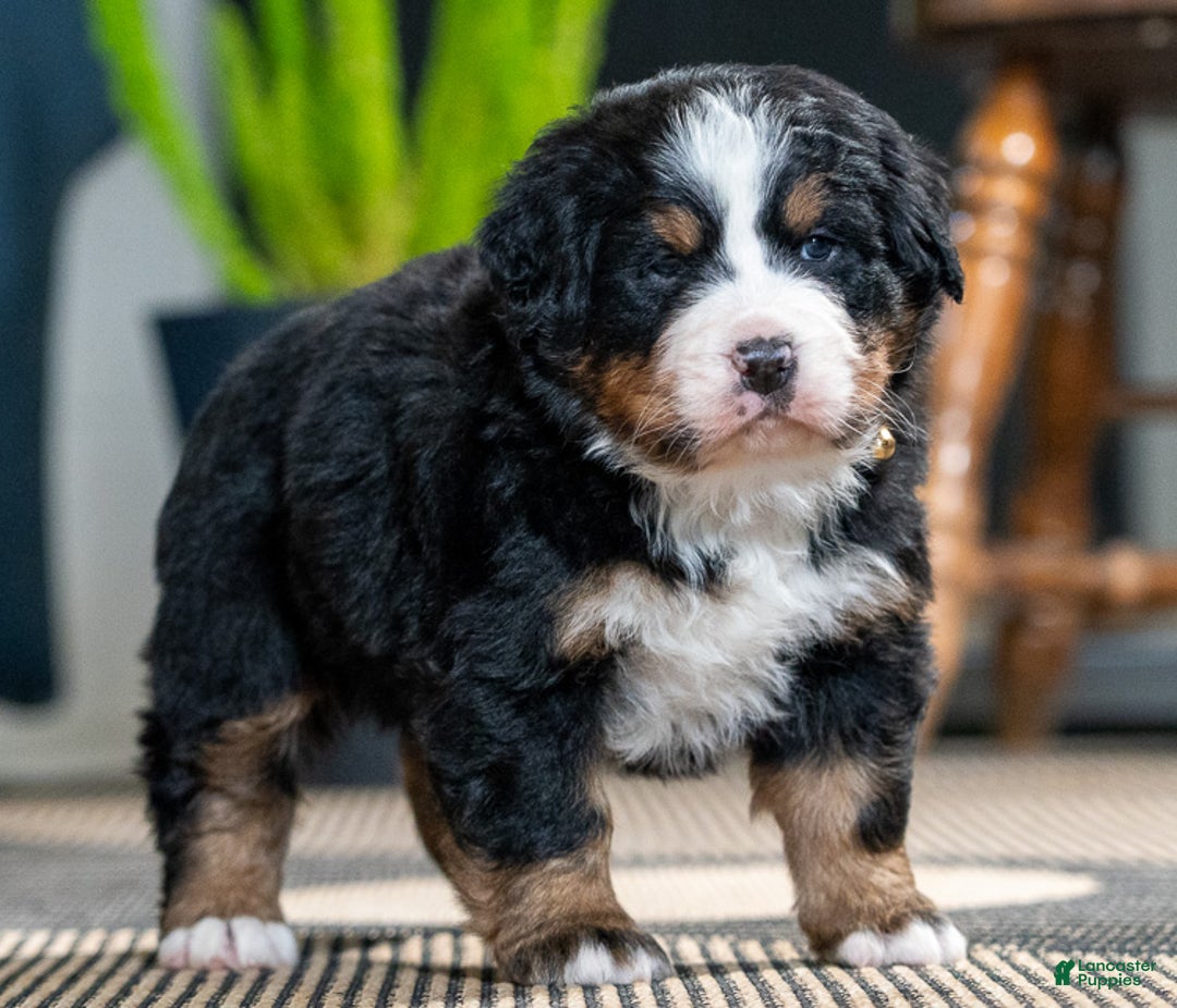 Bernese Mountain Dog dogs for sale: Dani - Ad 3