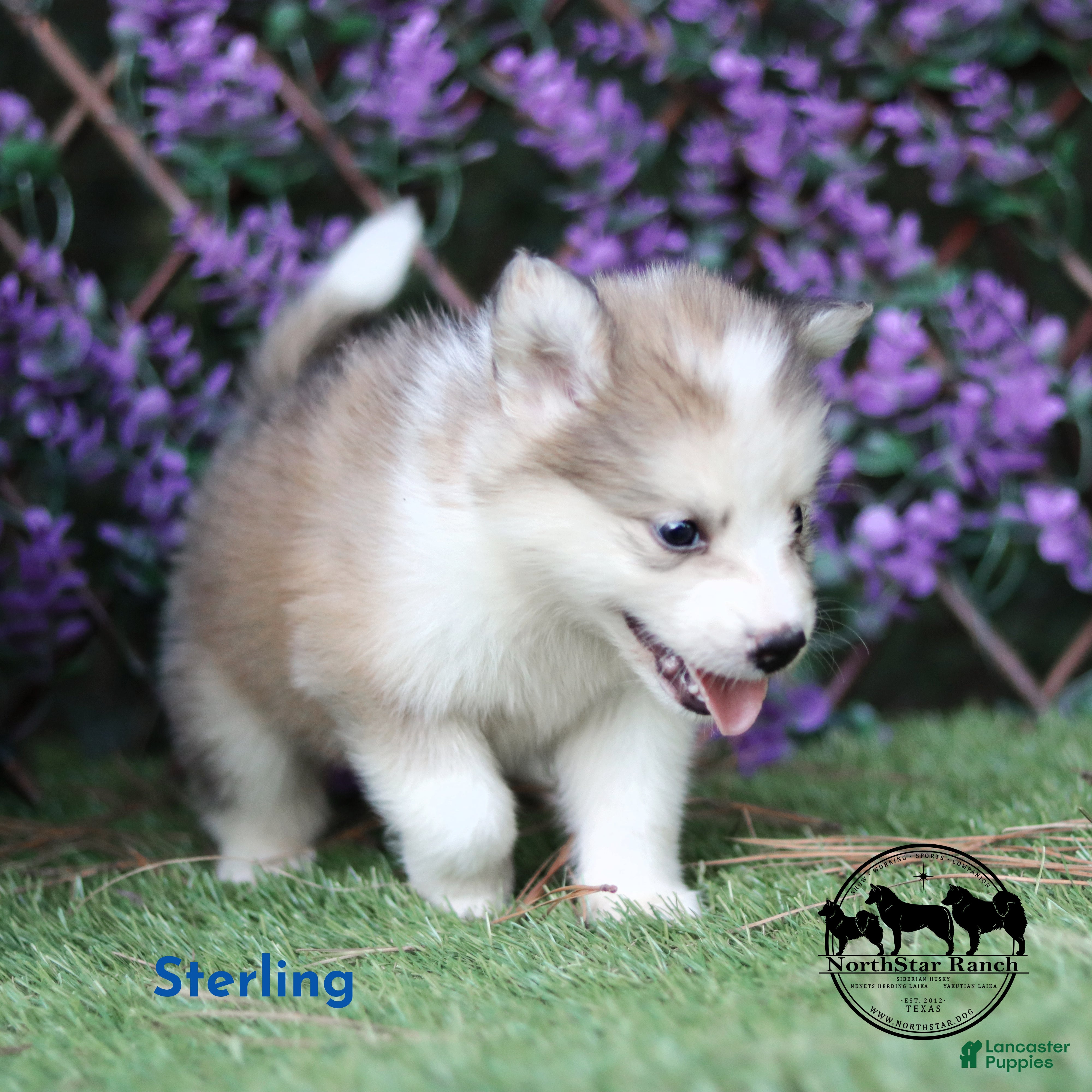 Nenets Herding Laika dogs Sterling Nenet Laika TX can transport - Ad 2