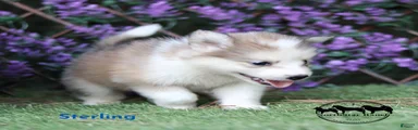 Sterling Nenet Laika TX can transport