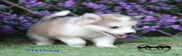 Nenets Herding Laika dogs for sale: Sterling Nenet Laika TX can transport - Ad 1
