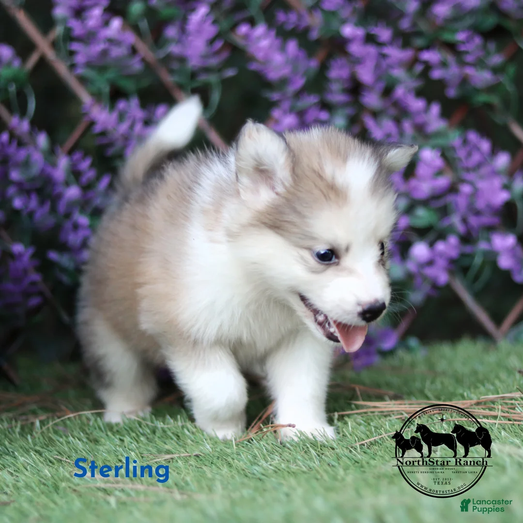 Nenets Herding Laika dogs for sale: Sterling Nenet Laika TX can transport - Ad 1
