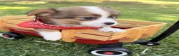 Chihuahua dogs for sale: Chihuahua 1 - Ad 9
