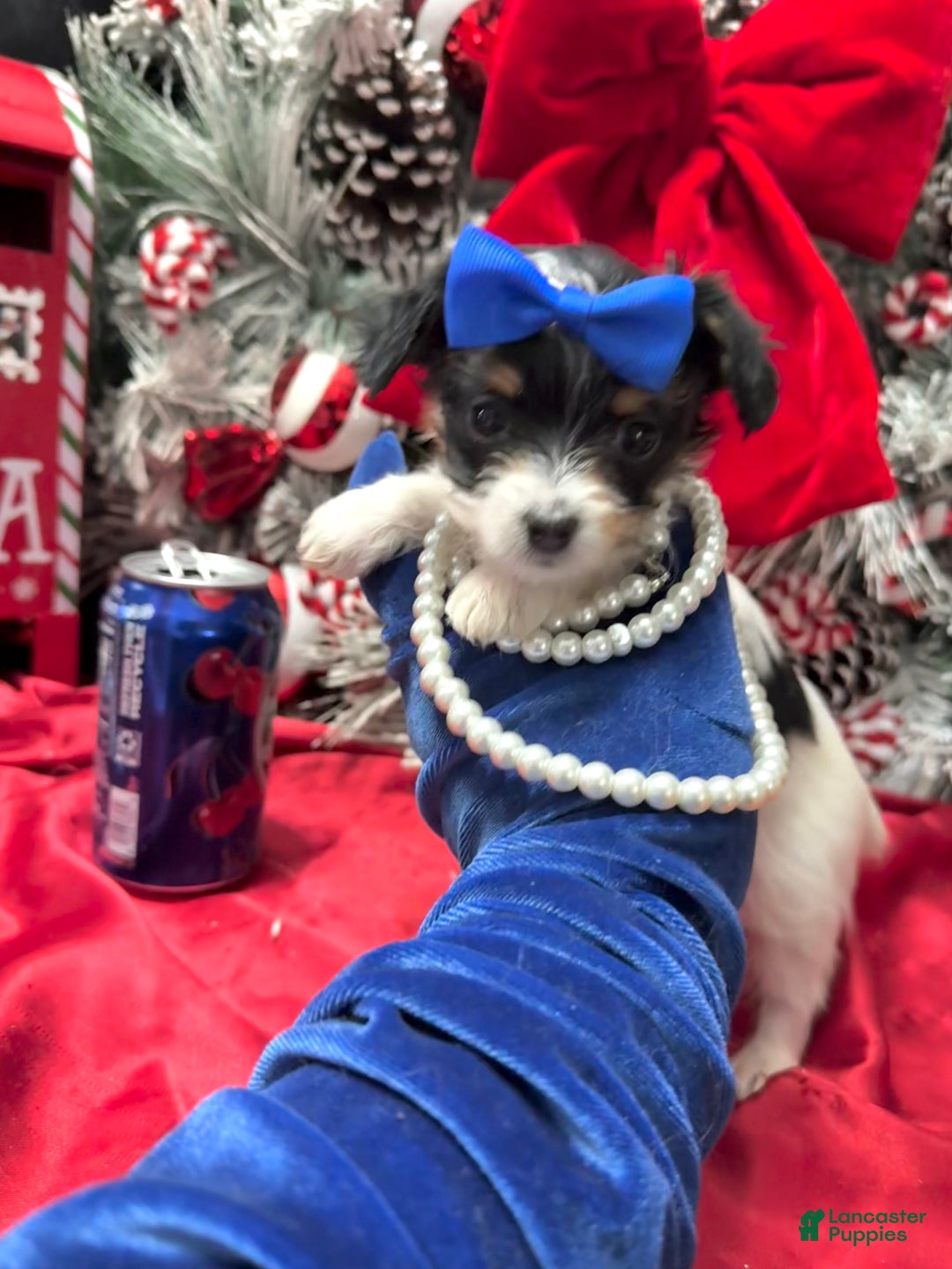 Yorkshire Terrier dogs for sale: Alfredo - Ad 16