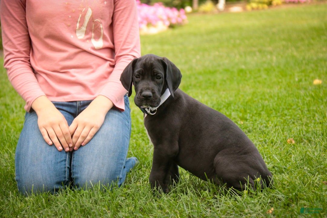 Great Dane dogs Brielle Great Dane  - Ad 2