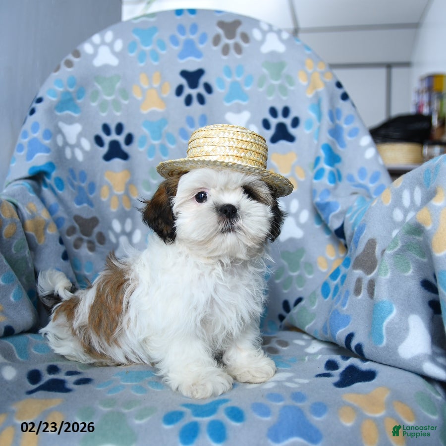 Shih Tzu dogs Gus - Ad 2