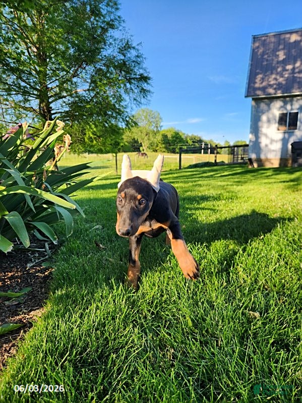 Doberman Pinscher dogs for sale: Roxie - Ad 4