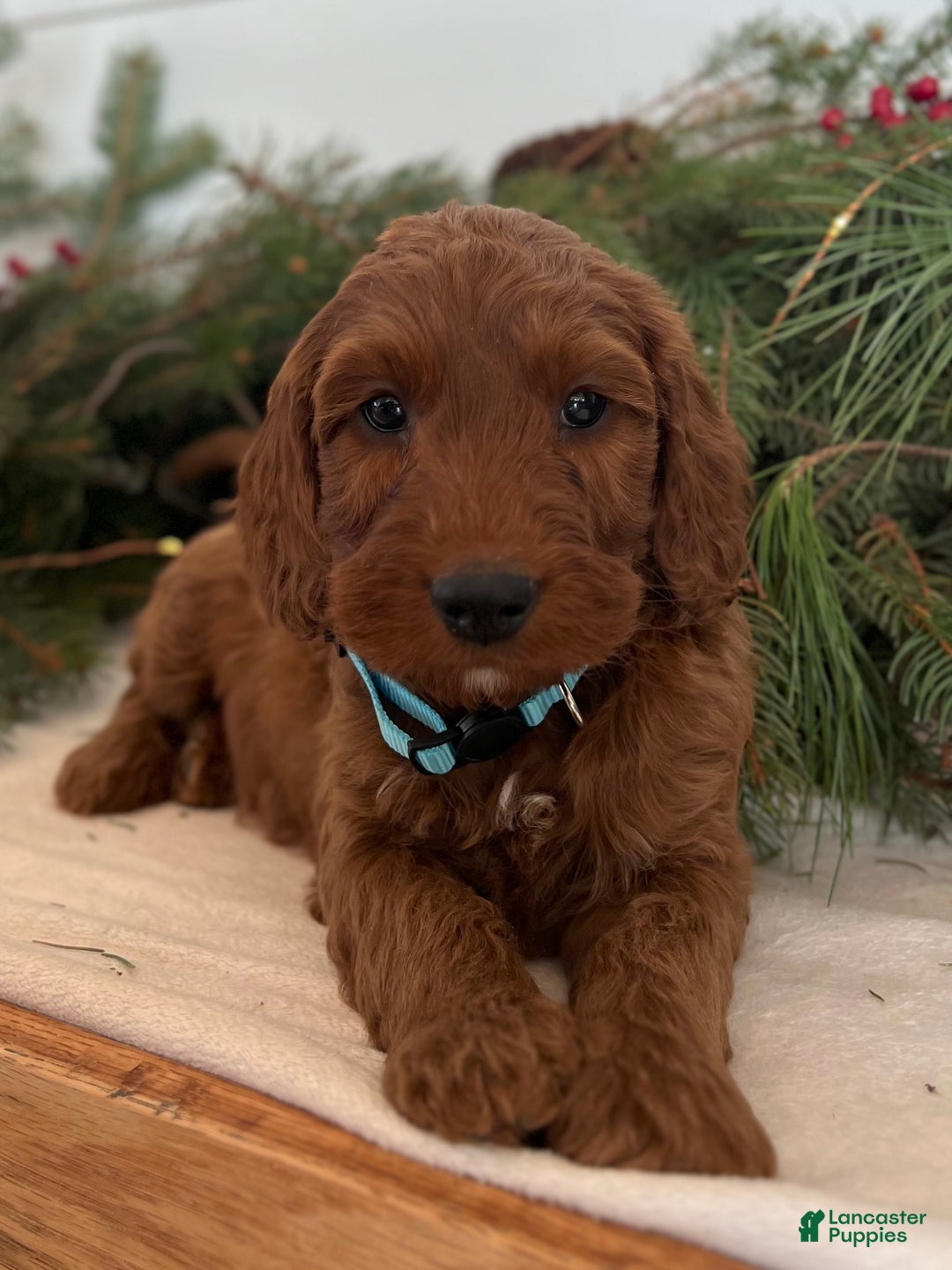 Irish Doodle dogs for sale: Garrett - Ad 4