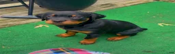 Rottweiler dogs for sale: Brooklyn  - Ad 3