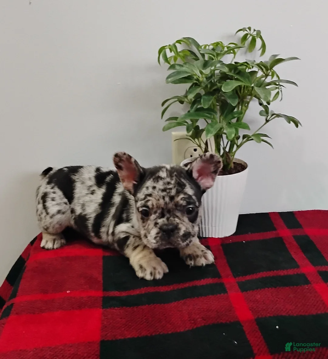 Mixed Breed dogs for sale: Leo - Ad 1