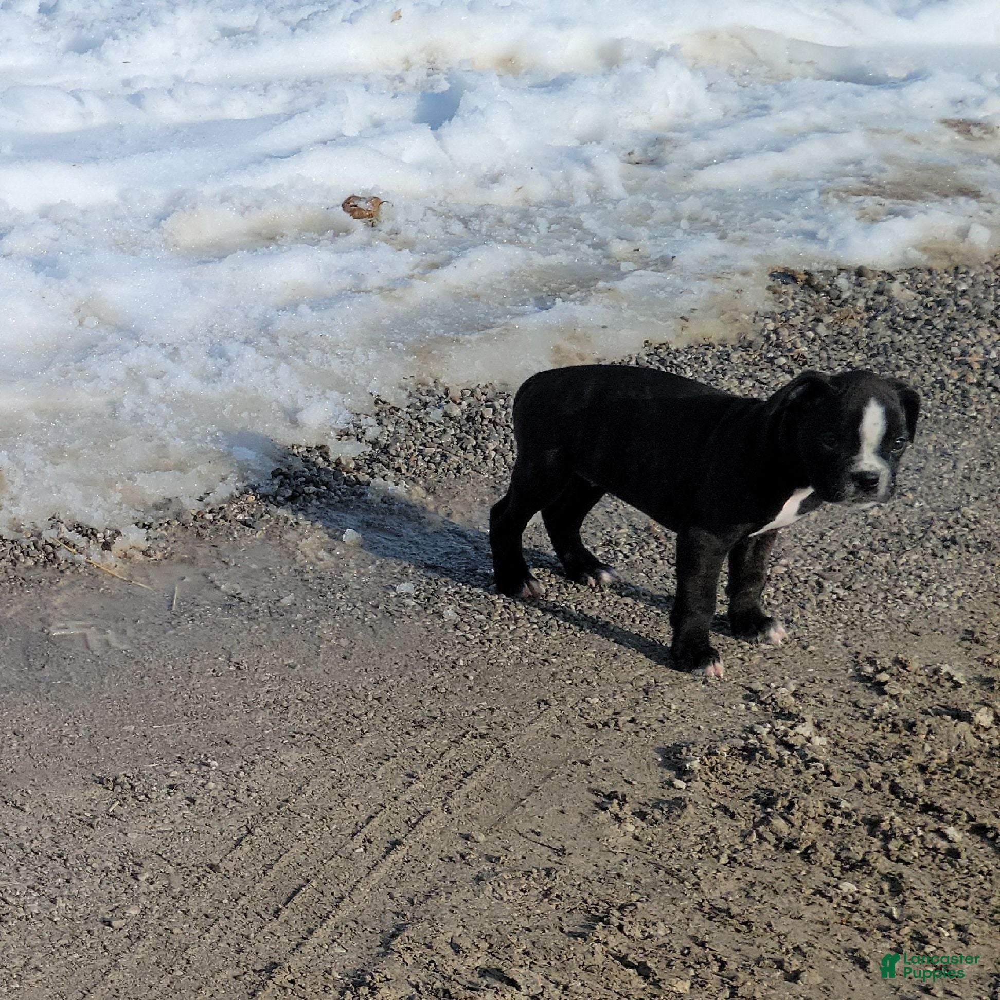 Boxer dogs 🪻 BLUEBELL - Ad 1