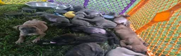 Cane Corso dogs for sale: Cane Corso 9 - Ad 1