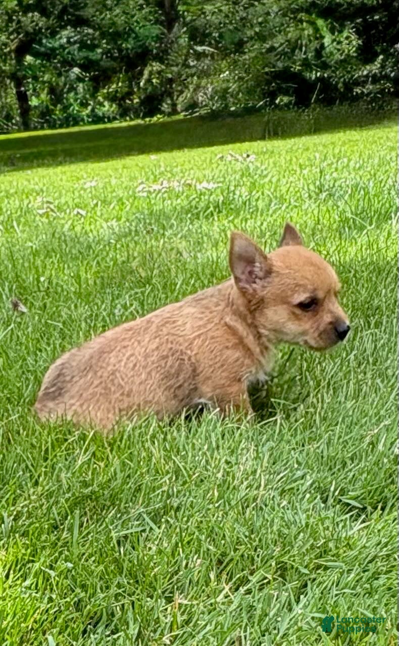Chorkie dogs Chorkie 2 - Ad 2