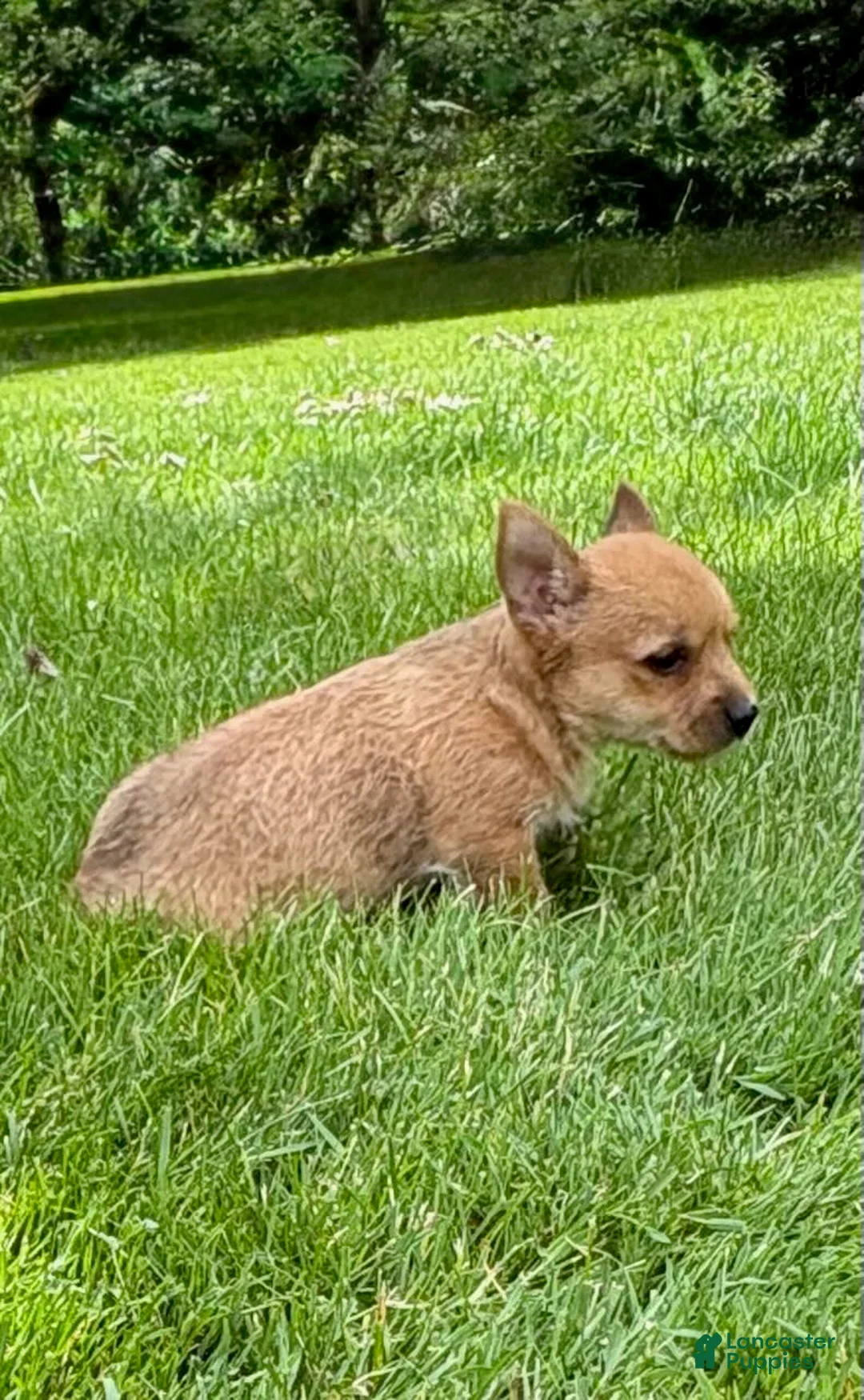 Chorkie dogs for sale: Chorkie 2 - Ad 2