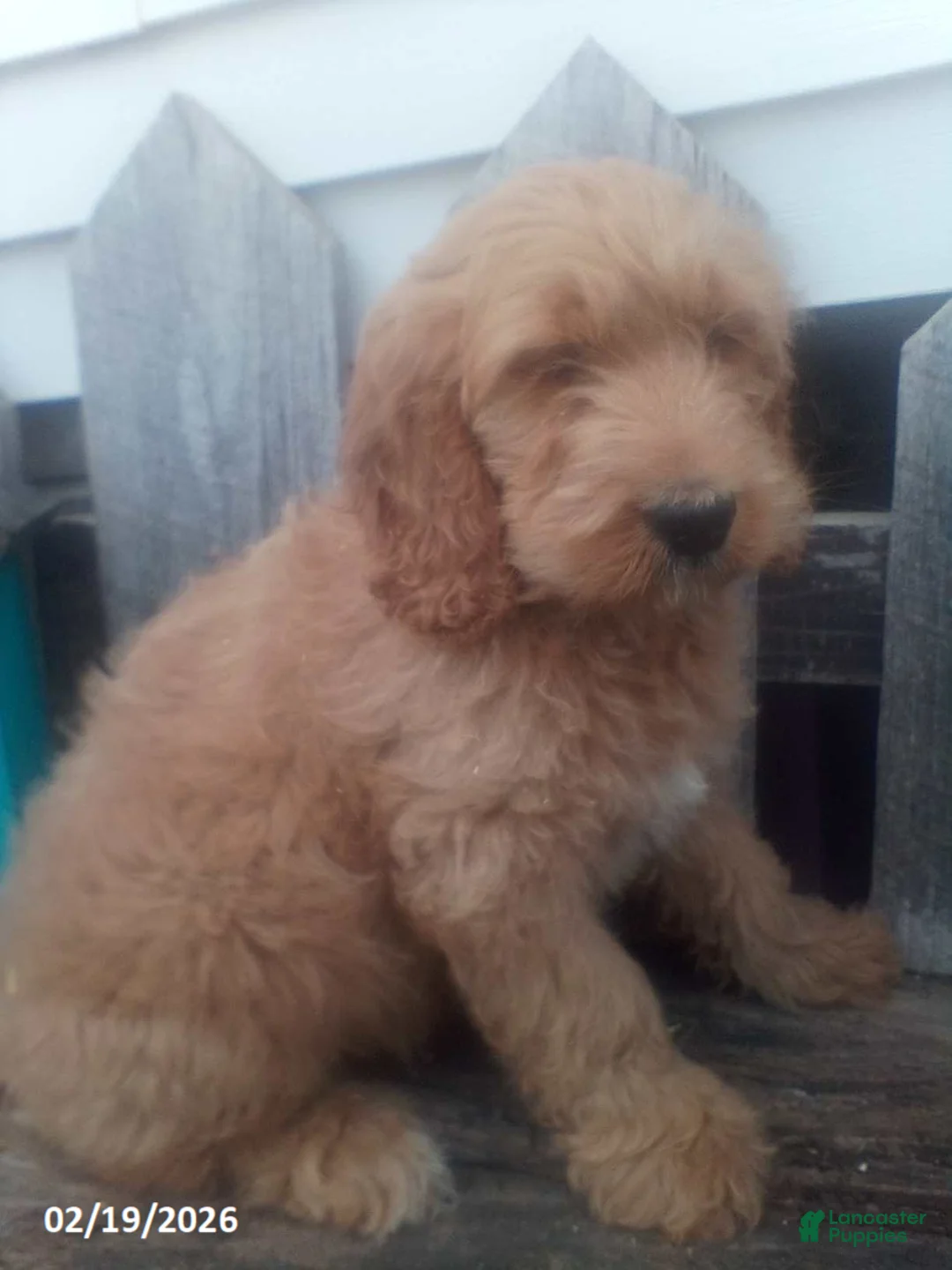 Goldendoodle dogs for sale: Prince   - Ad 8