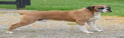 Boxer dogs for sale: Tessie - Ad 8