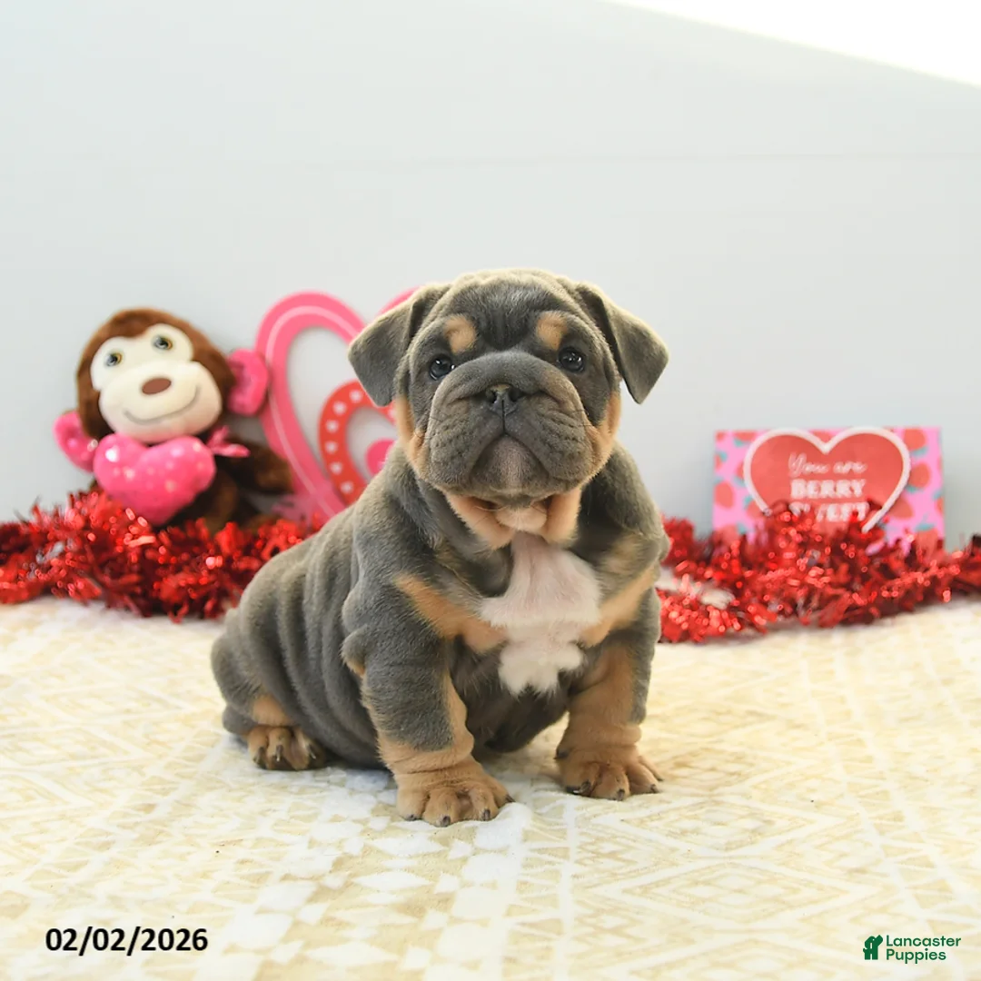 English Bulldog dogs for sale: Bruiser - Ad 1