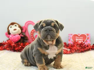 English Bulldog dogs Bruiser - Ad 13