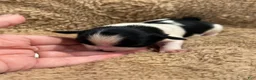 Miniature Schnauzer dogs for sale: Coon - Ad 3