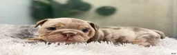 English Bulldog dogs for sale: ENID - Ad 12
