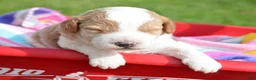 Mini Goldendoodle dogs for sale: Dodger Micro Goldendoodle  - Ad 4