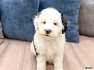 Mini Sheepadoodle dogs for sale: Lilibelle - Ad 4
