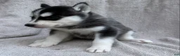 Siberian Husky dogs for sale: Bella - Ad 4