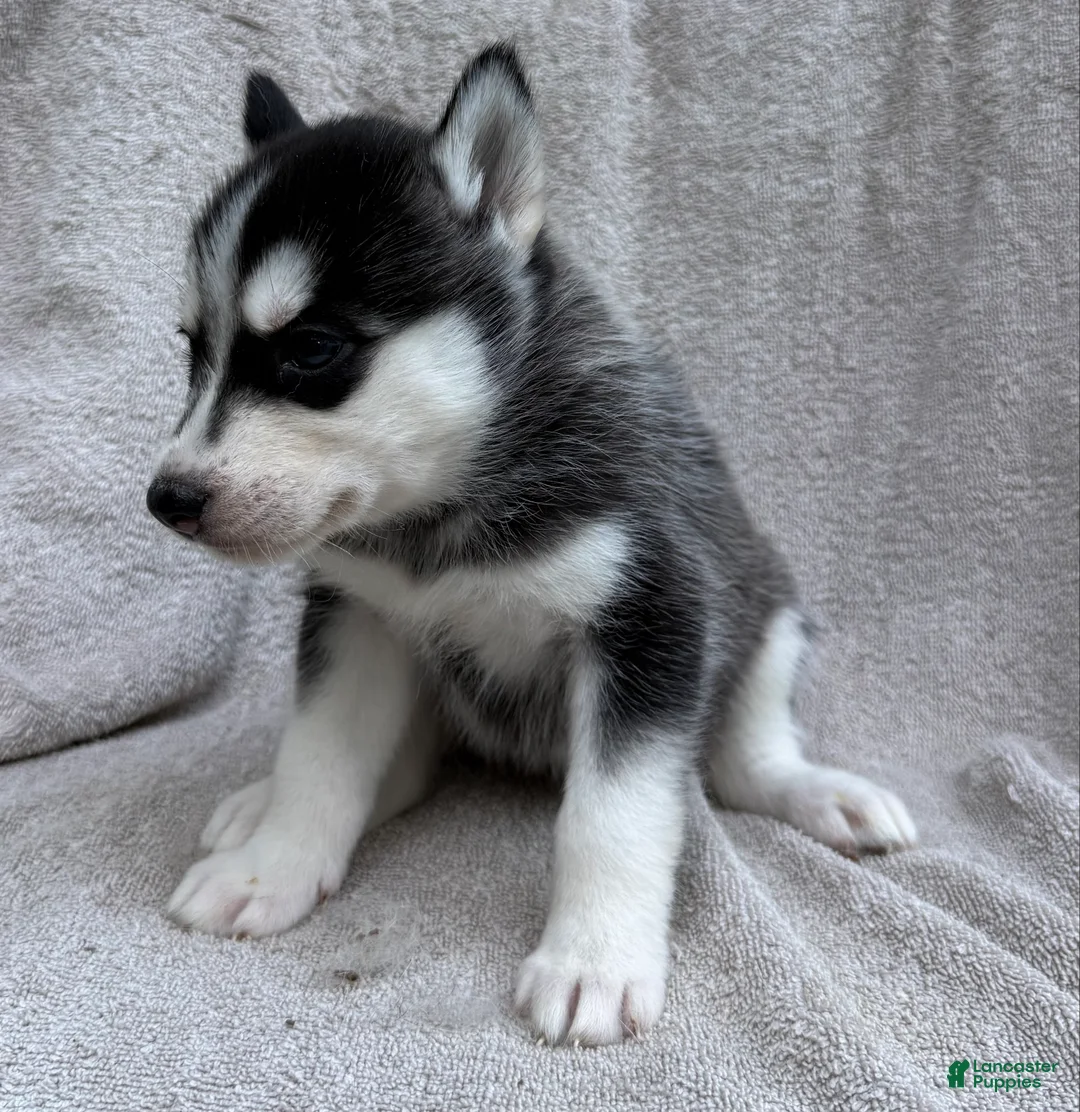 Siberian Husky dogs for sale: Bella - Ad 4
