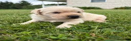 Labrador Retriever dogs for sale: Frankie - Ad 3
