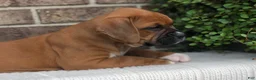 Boxer dogs for sale: Pumpkin - Ad 3