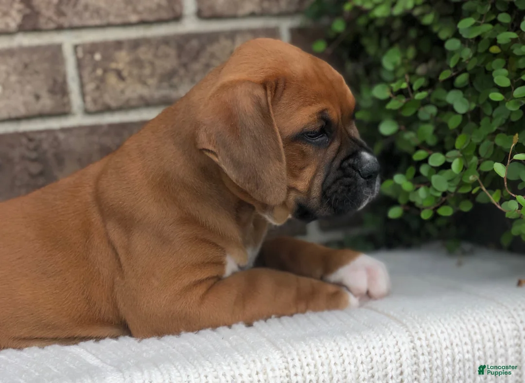 Boxer dogs for sale: Pumpkin - Ad 3
