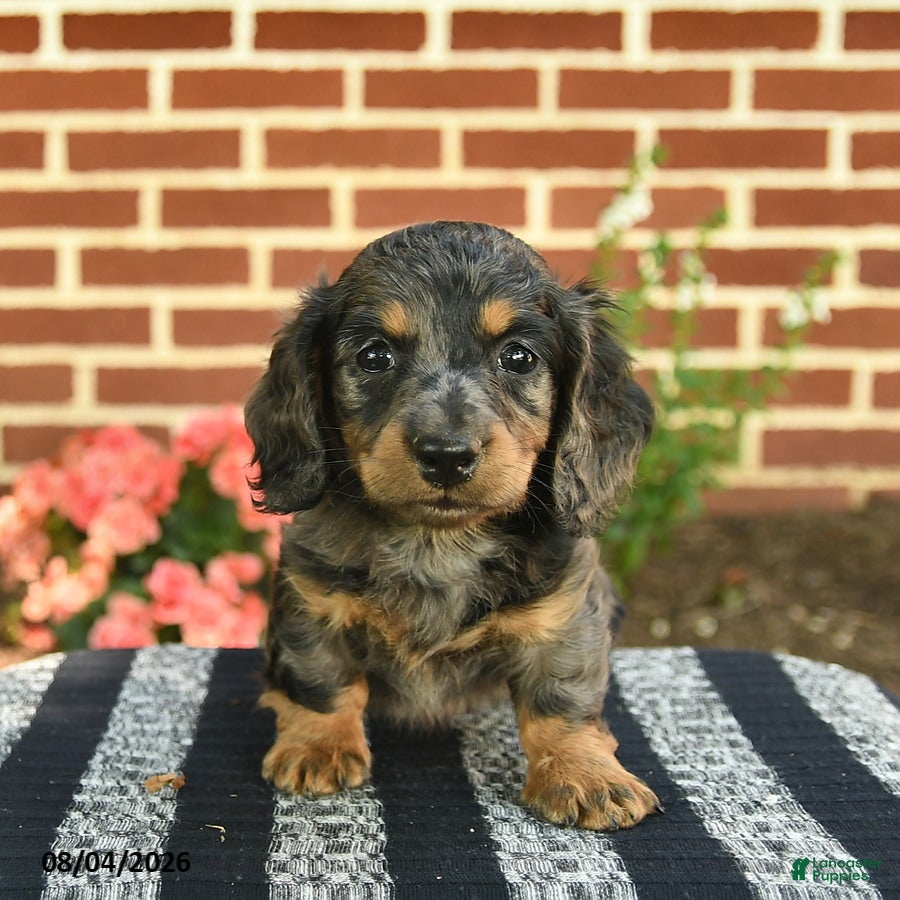 Miniature Dachshund dogs Flint  - Ad 2