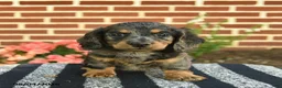 Miniature Dachshund dogs for sale: Flint  - Ad 2
