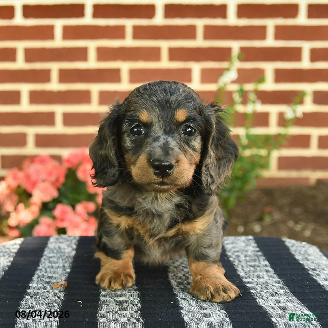 Miniature Dachshund dogs for sale: Flint  - Ad 2