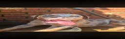American Bully dogs for sale: American Bully 1 - Ad 4