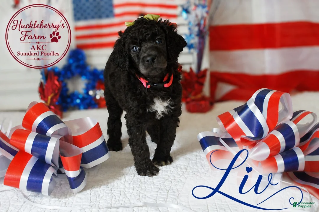 Standard Poodle dogs for sale: Liv - Ad 1