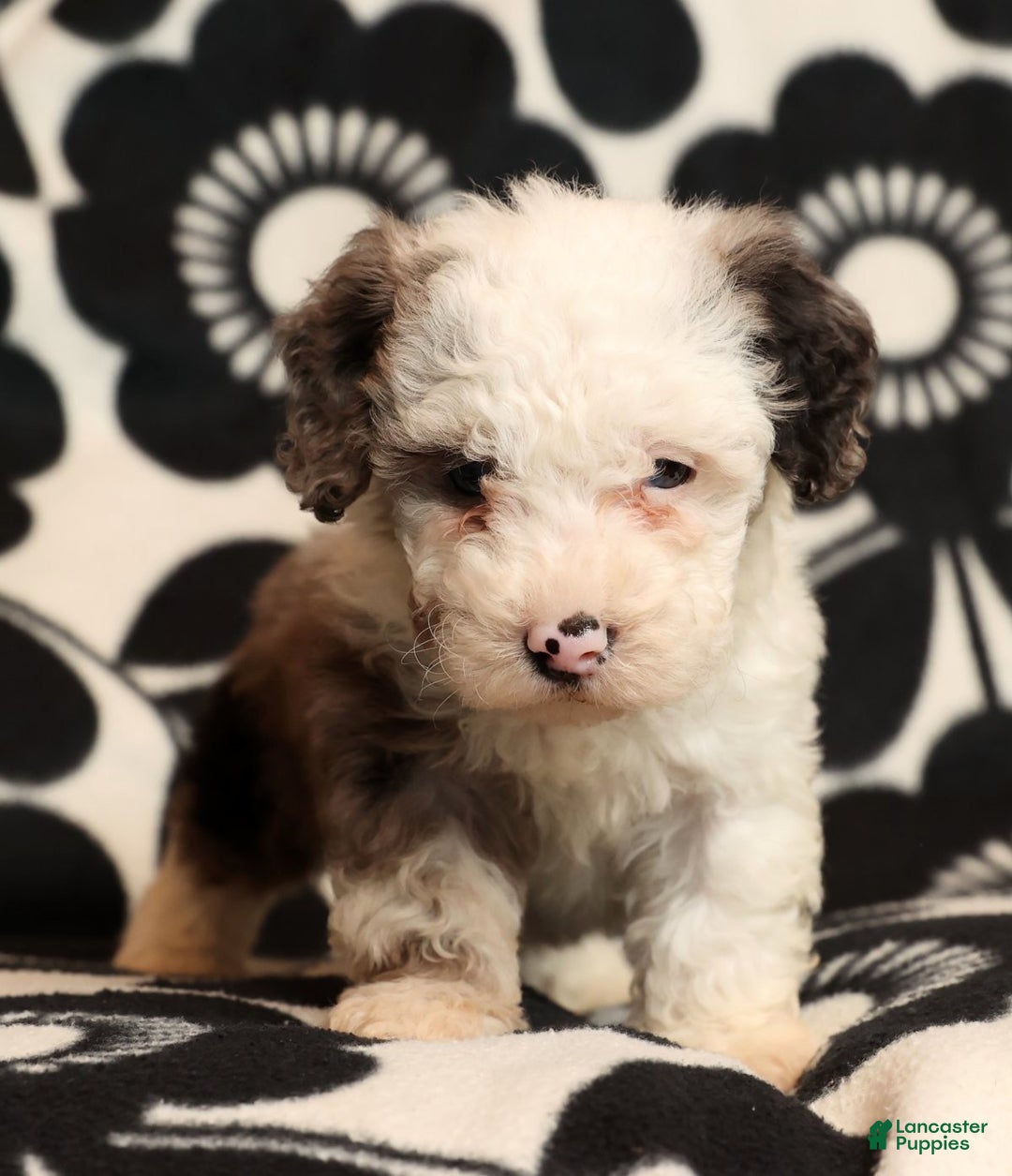 Miniature Poodle dogs for sale: Oswald - Ad 1