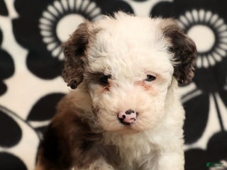 Miniature Poodle dogs Oswald - Ad 1
