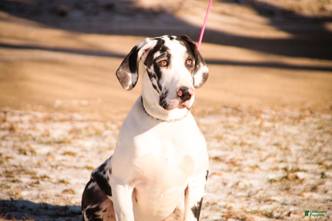 Great Dane dogs for sale: Jackie - Ad 2