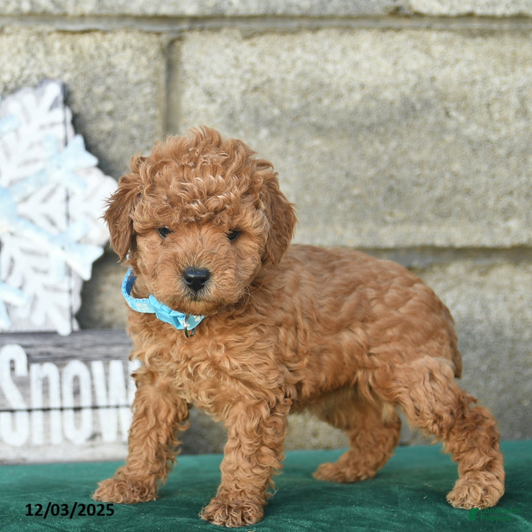 Miniature Poodle dogs for sale: Cinnamon   - Ad 4