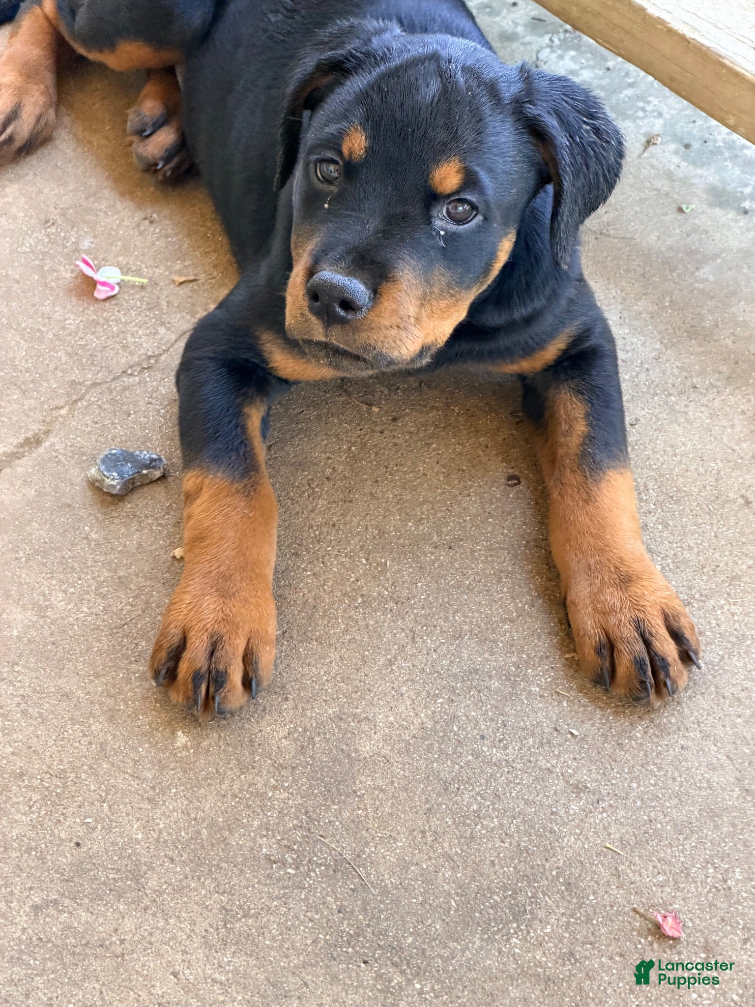 Rottweiler dogs Rottweiler 4 - Ad 21