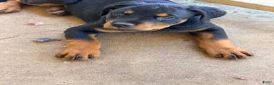 Rottweiler 4